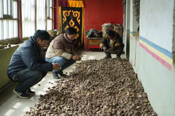 华泰优配 土特产也能引领新“食”尚！且看高原芫根变身共富“元宝”